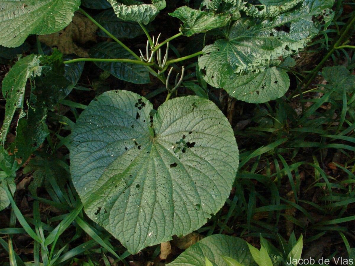 Piper umbellatum L.